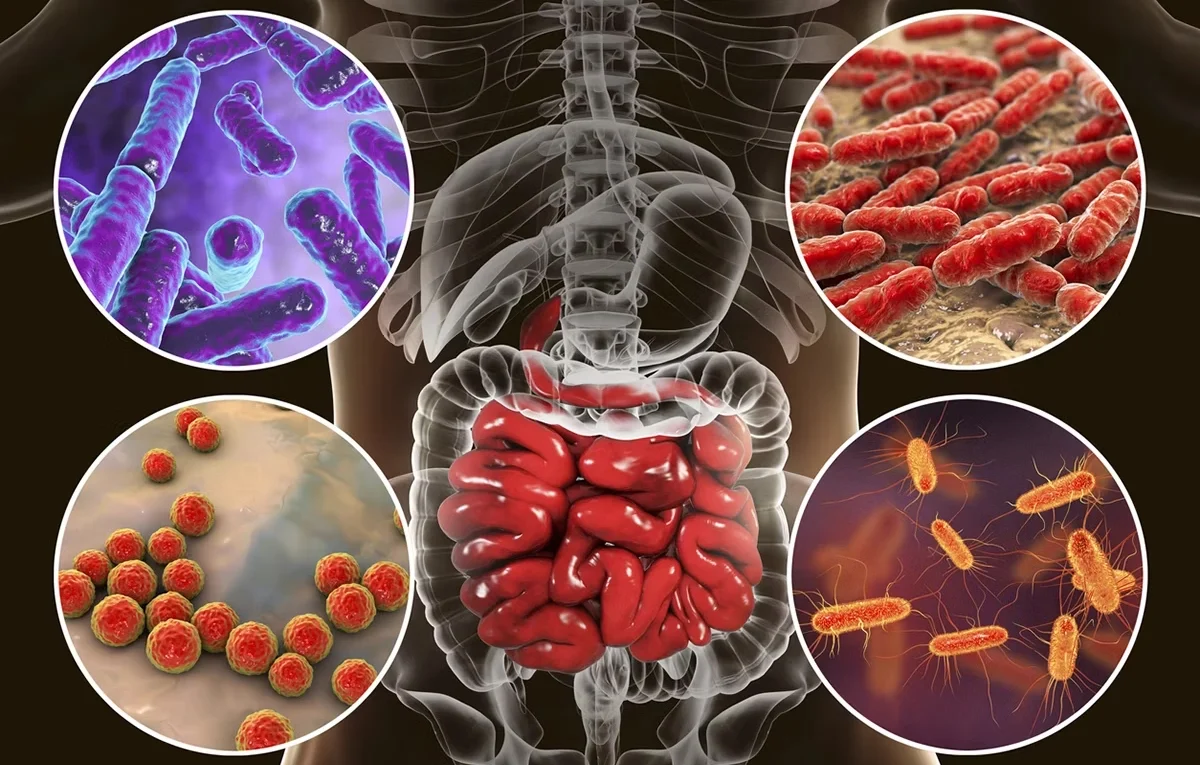 Happy gut illustration with bacteria icons – “The role of probiotics in balancing gut bacteria and promoting health.”